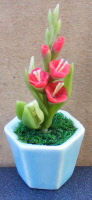 Red Gladioli