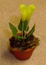 new yellow arum small
